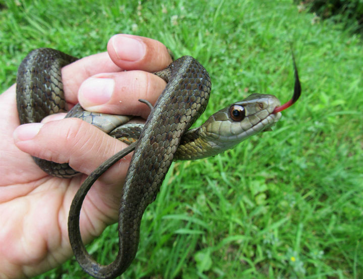 Eastern Garter Snake